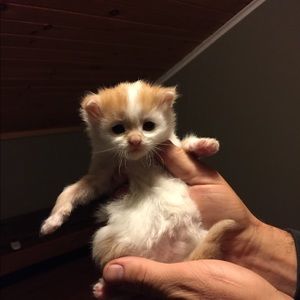 Meet your Posher, Chenoa